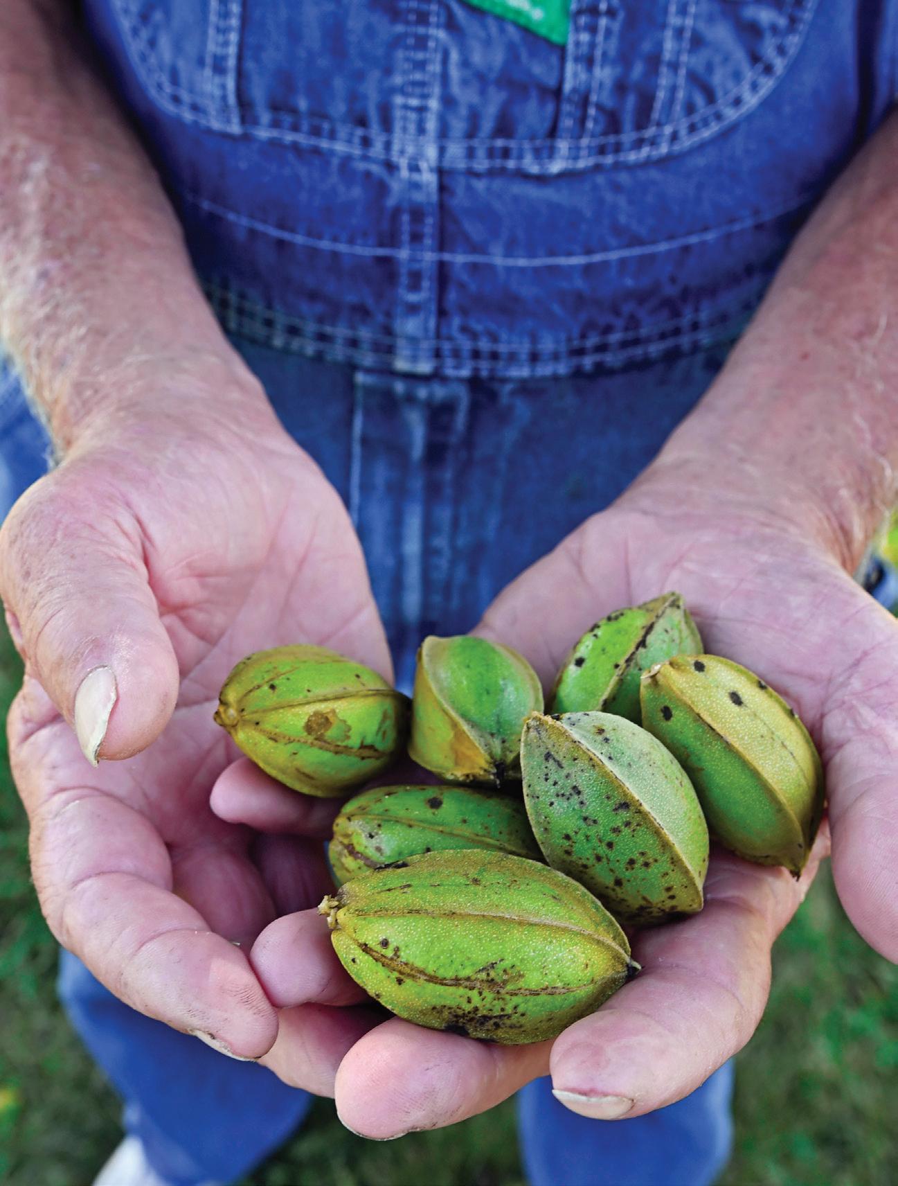 Kansas Pecans article cover image